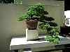 bonsai18.jpg